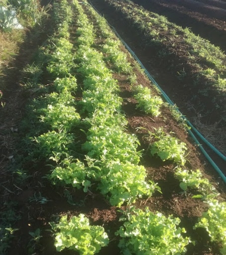 Turismo comunidade-quilombola-sao-miguel